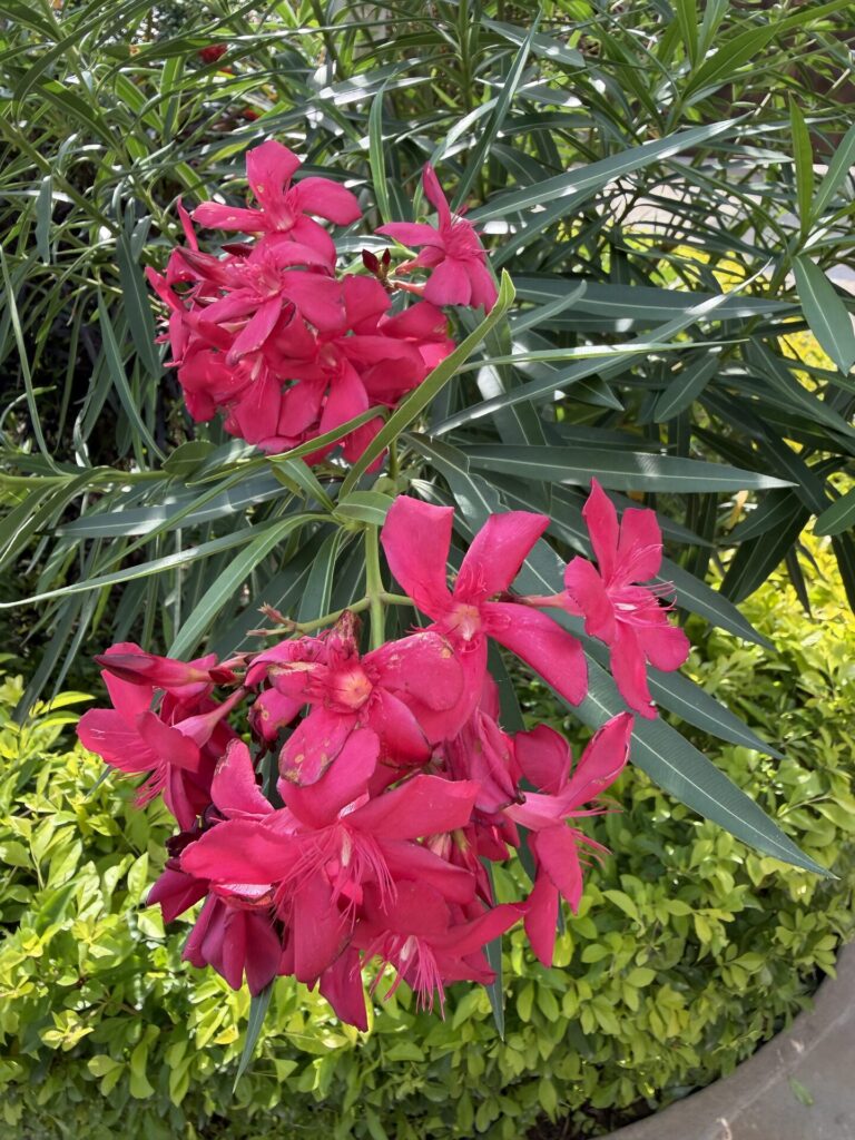 villa verona gardens compound flowers 1