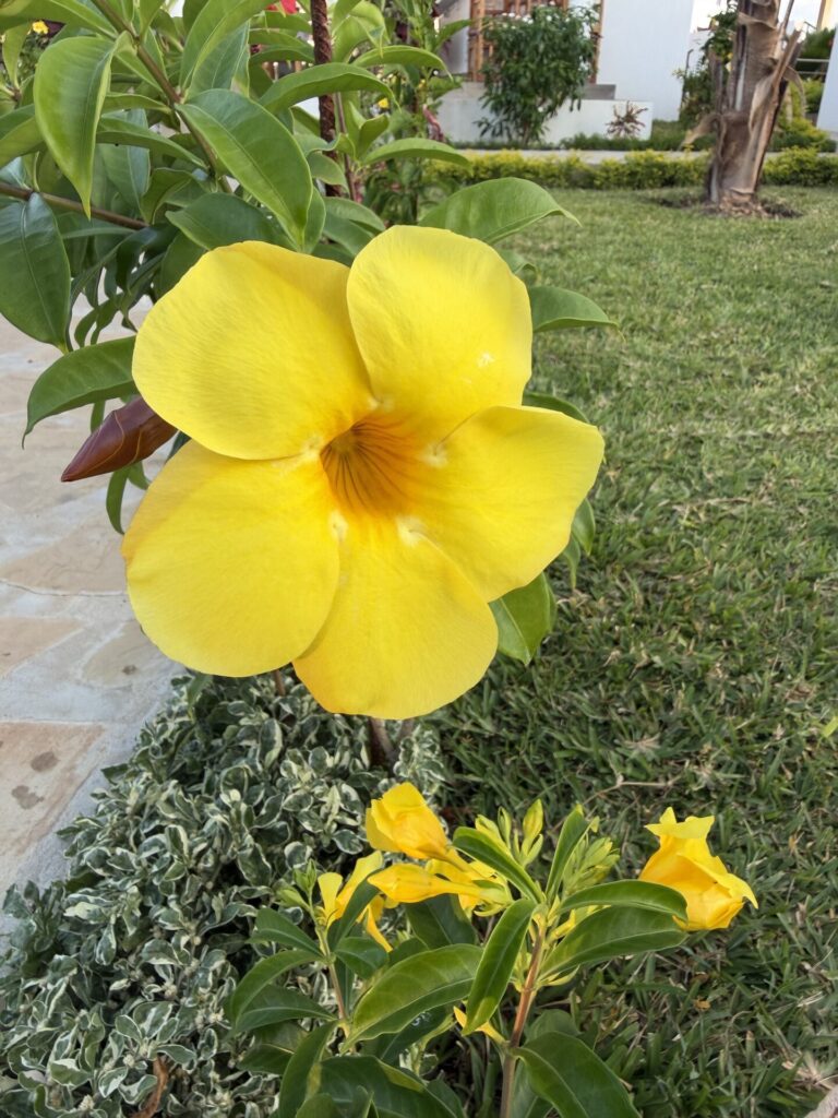 villa verona gardens compound flowers 7