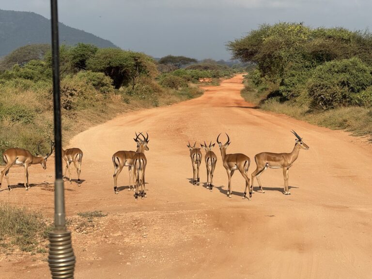 villa verona tours antelopes