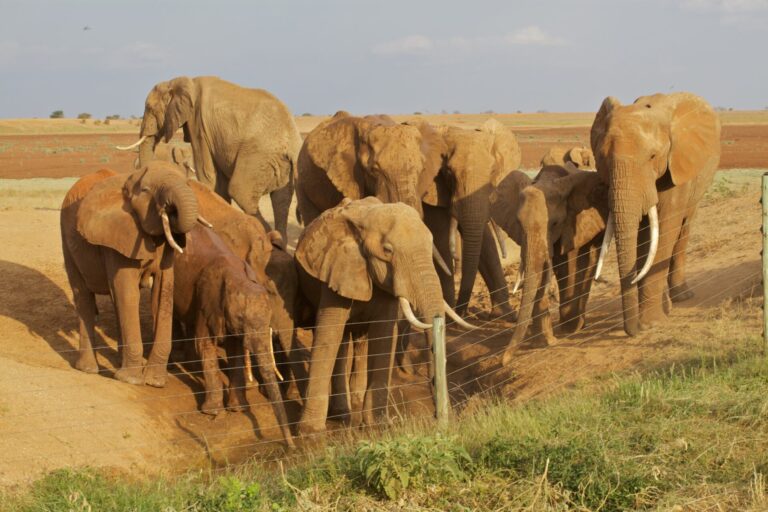 villa verona tours elephantsaruba