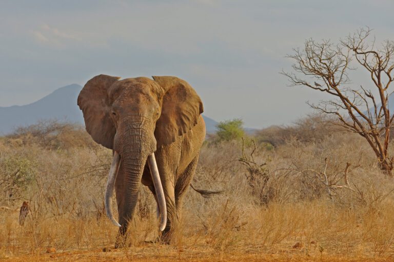 male bull african elephant in tsavo (east) national park, kenya