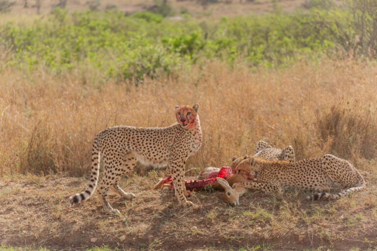 villa verona tours cheetah feeding2
