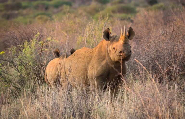 villa verona tours rhino honeymoon